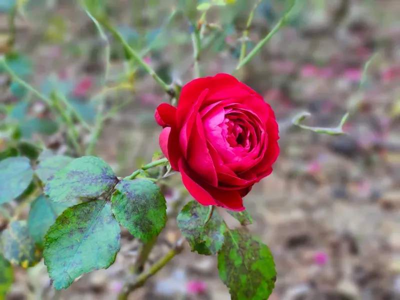 Seasonal garden maintenance